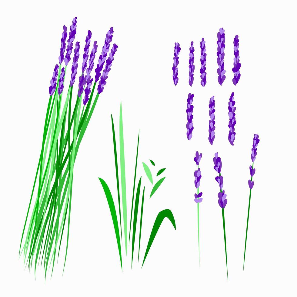 Lavender for the whole design and individual elements. vector