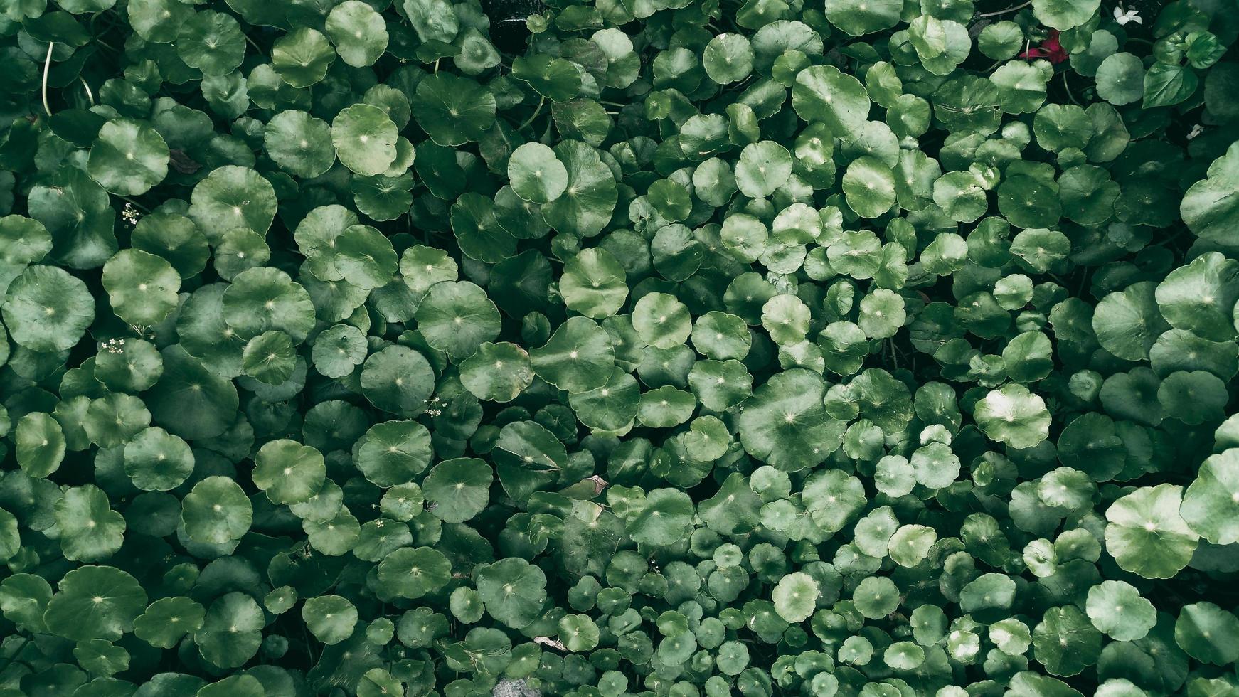 Fondo de hoja verde tropical, tema de tono oscuro foto