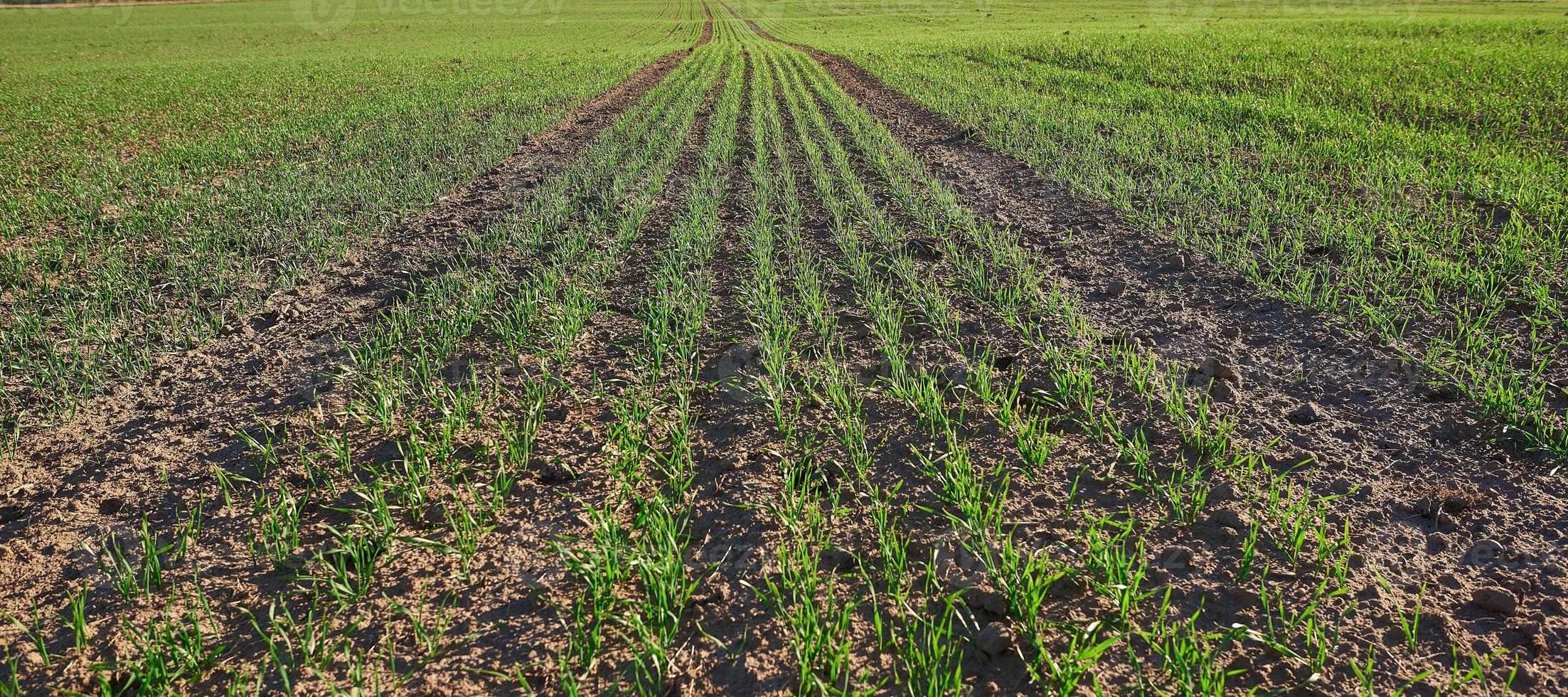 Spring green field. Seedlings of cultivated plants. photo