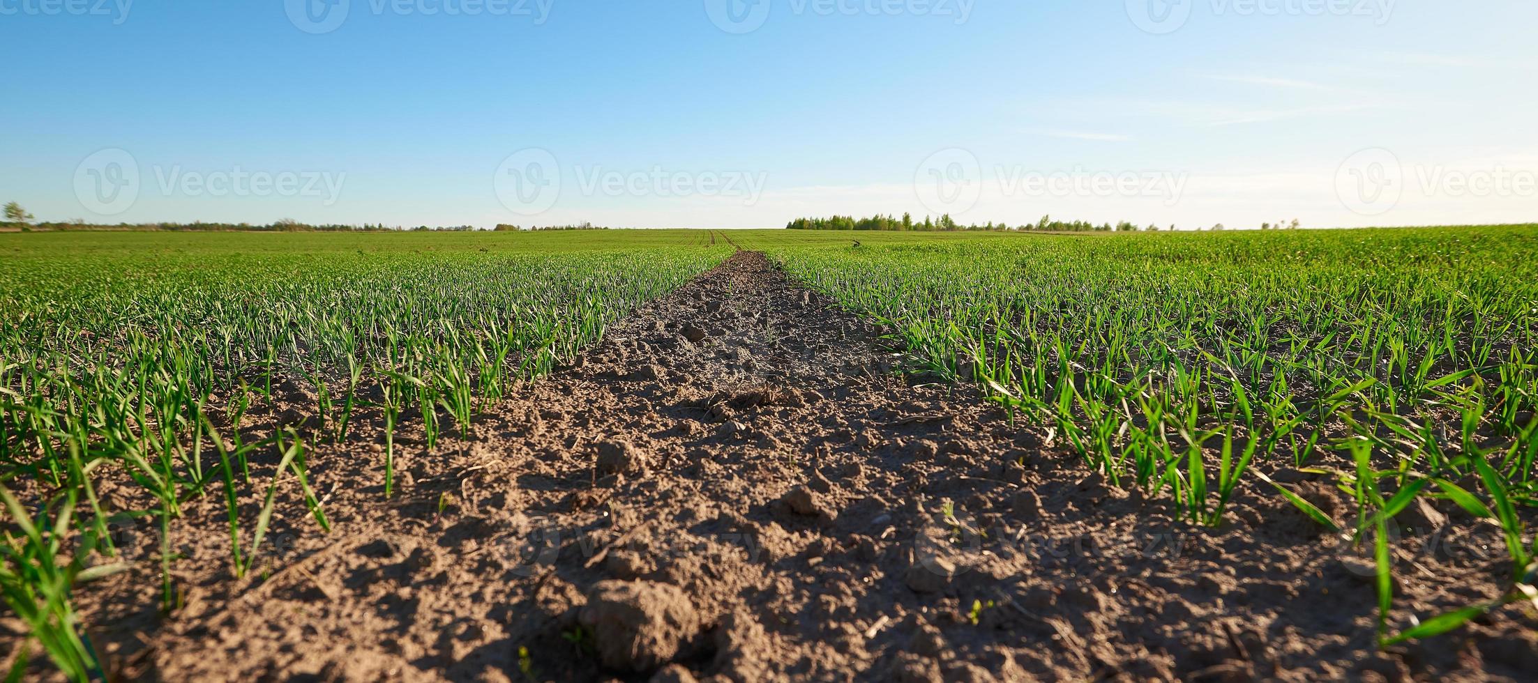Plowed field. Spring field against the blue sky. Shoots of cereals. photo