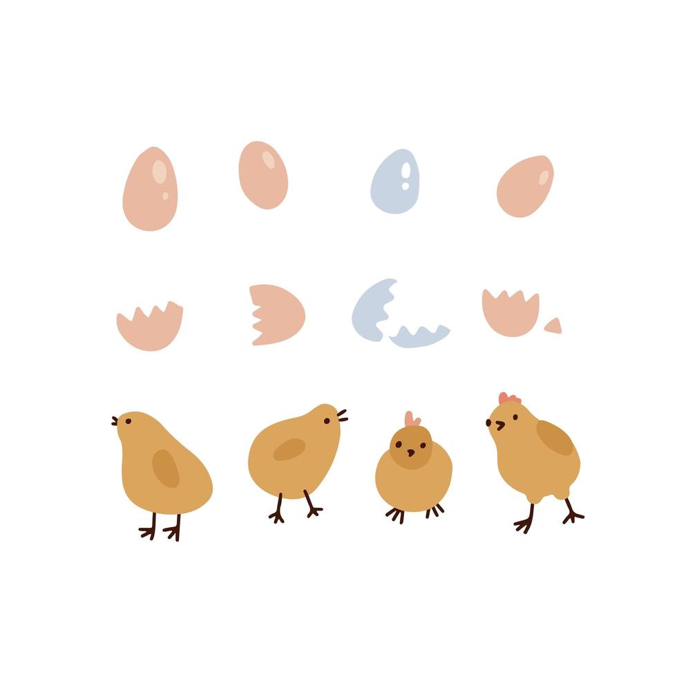 Set of four cute yellow Easter chickens , eggs, and shells isolated on a white background. Chicken hatching stages. Funny domestic animal flat vector cartoon concept.