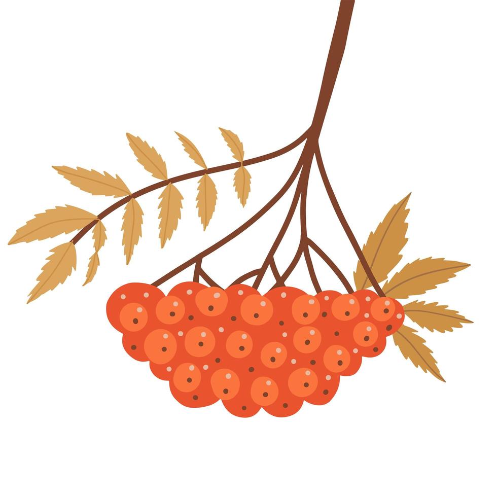 Autumn rowan branch with leaves and red berries. Twig with fall yellow leaf and rowanberries. Autumnal decorative plant. Flat vector illustration solated on white background