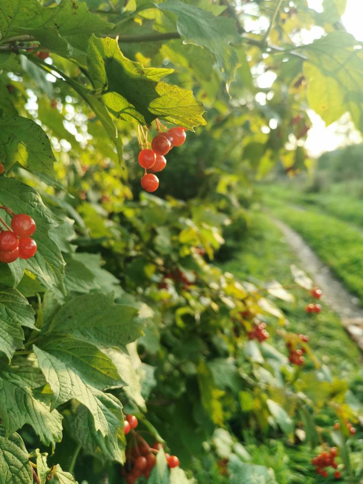 red viburnum berries 6015990 Stock Photo at Vecteezy