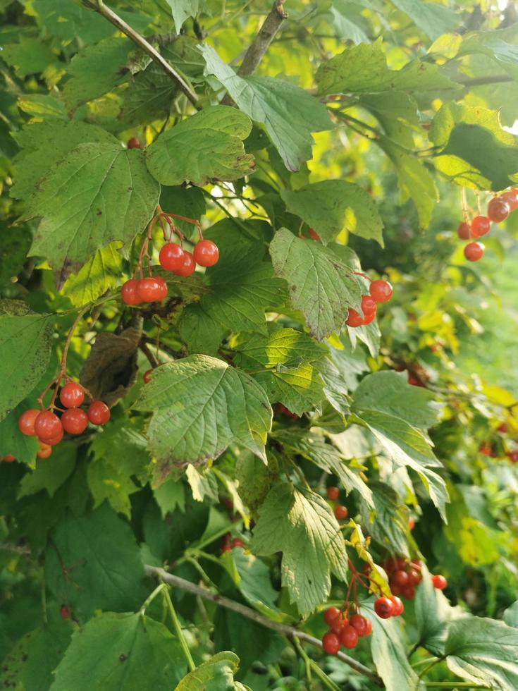 red viburnum berries 6015994 Stock Photo at Vecteezy