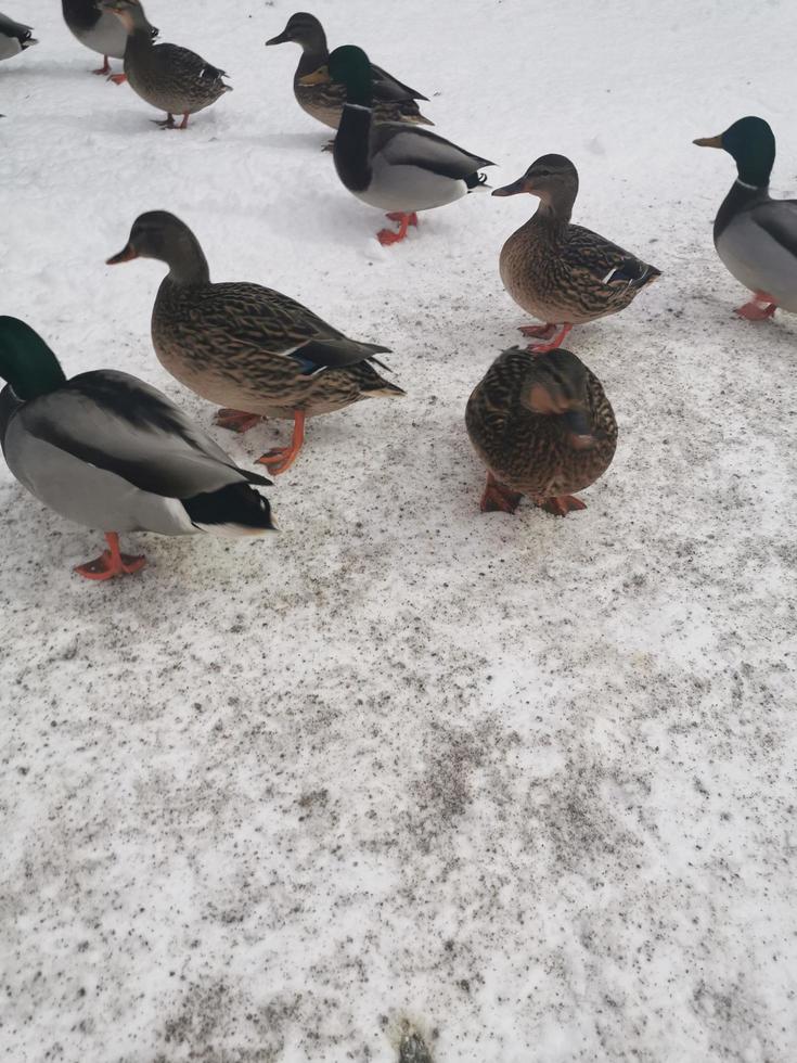 Ducks in the snow in winter photo