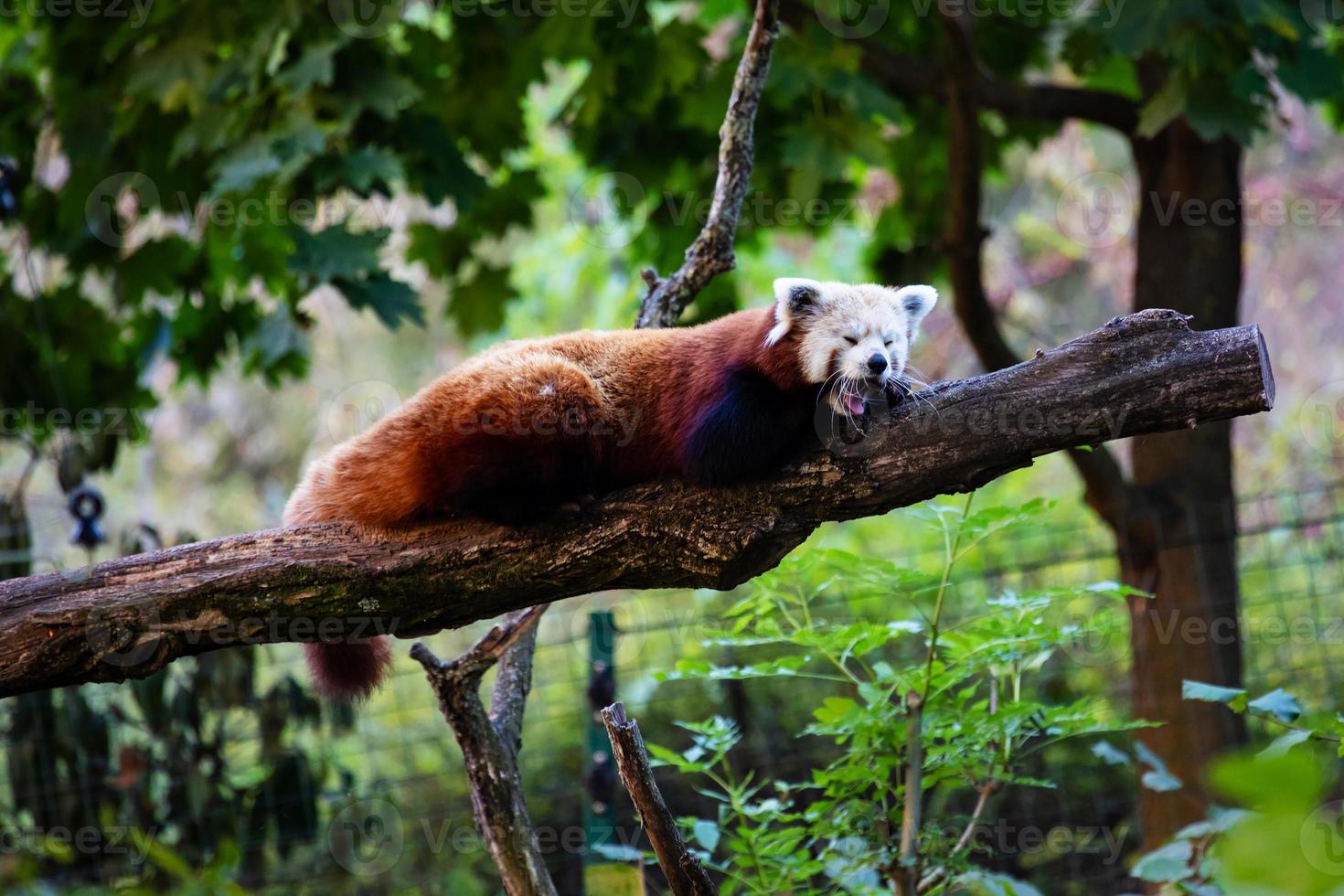 Red panda. Mammal and mammals. Land world and fauna. Wildlife and zoology. photo