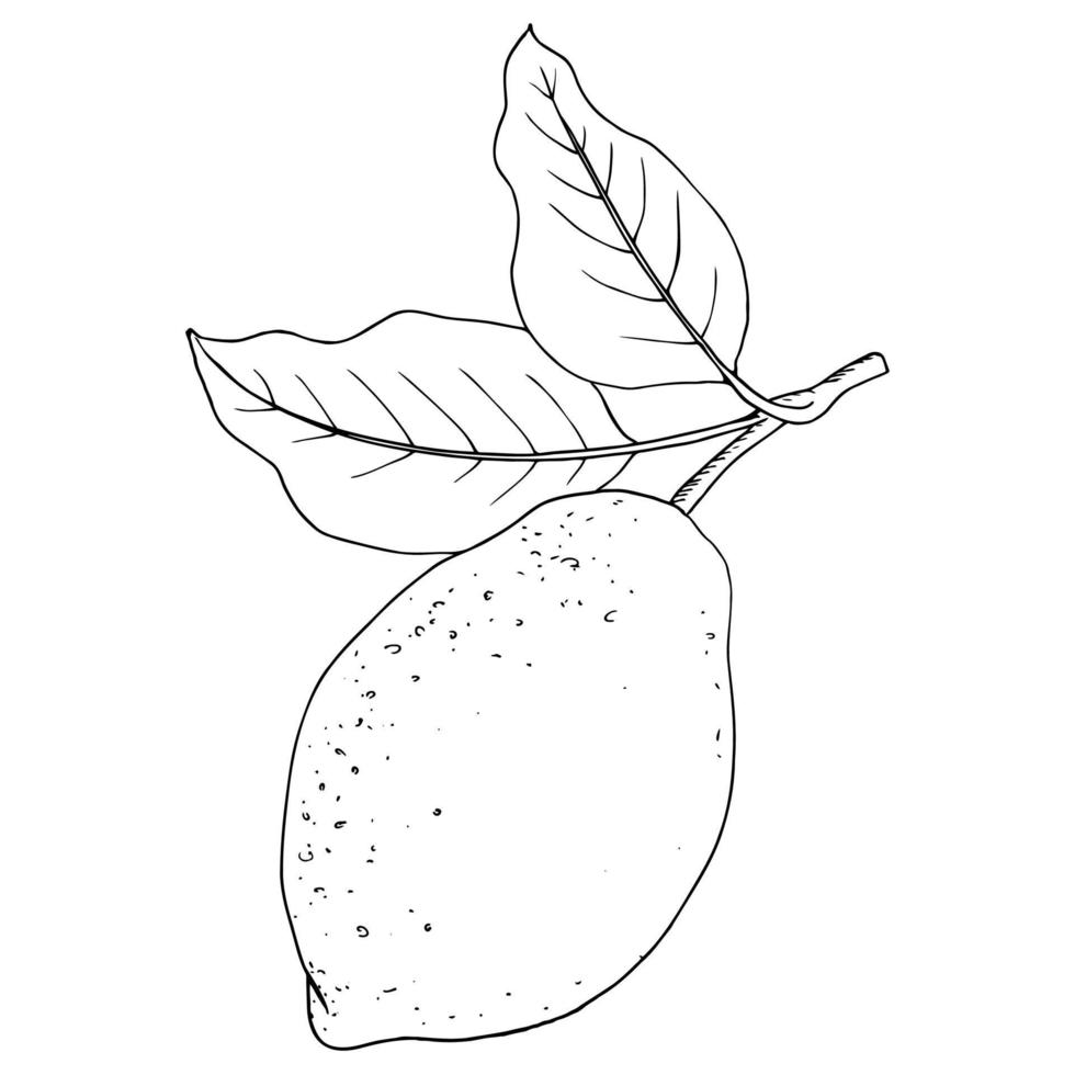 Vector Image Line Lemon on a Branch with Leaves.