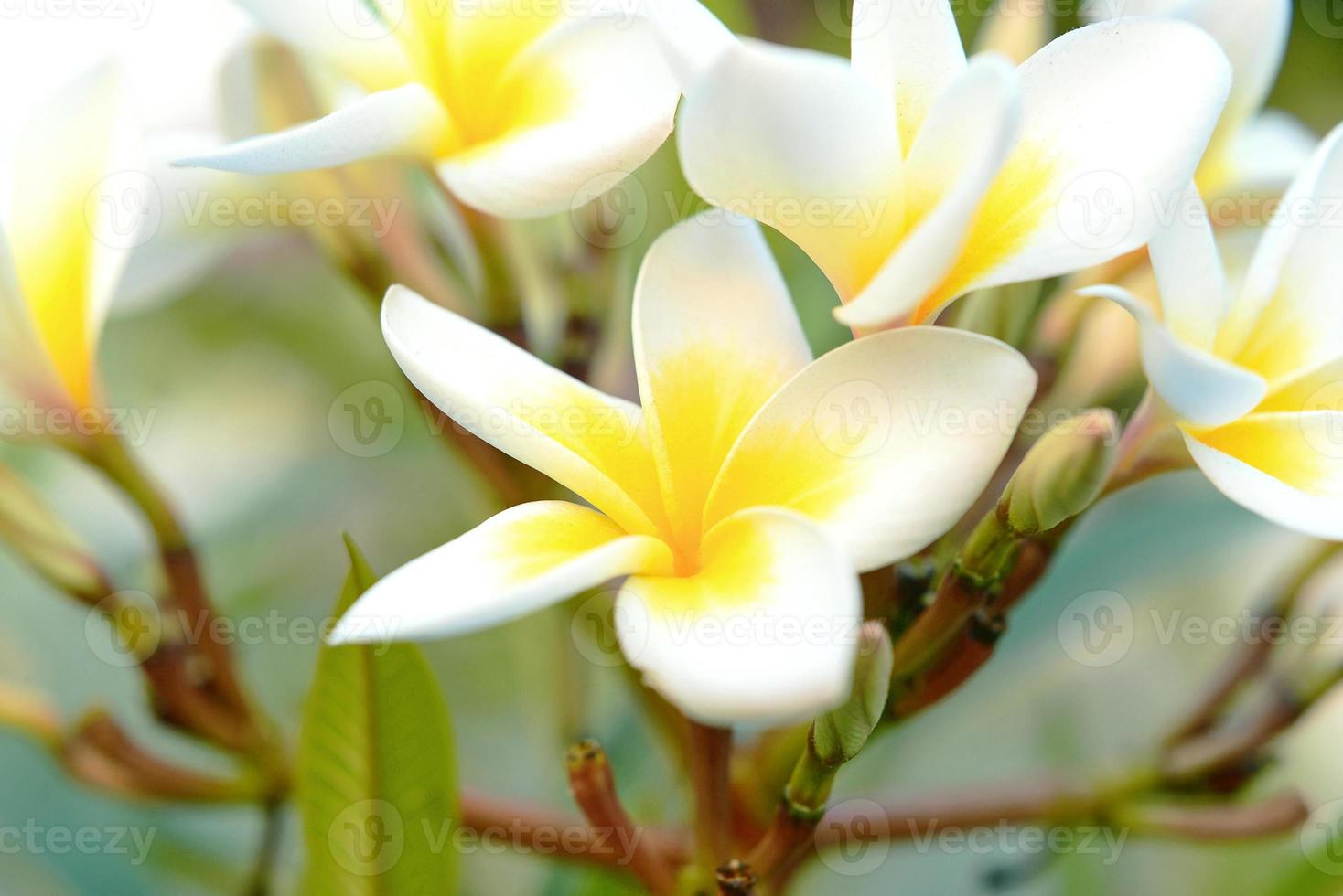 white and yellow plumeria flower wallpaper 6016561 Stock Photo at Vecteezy
