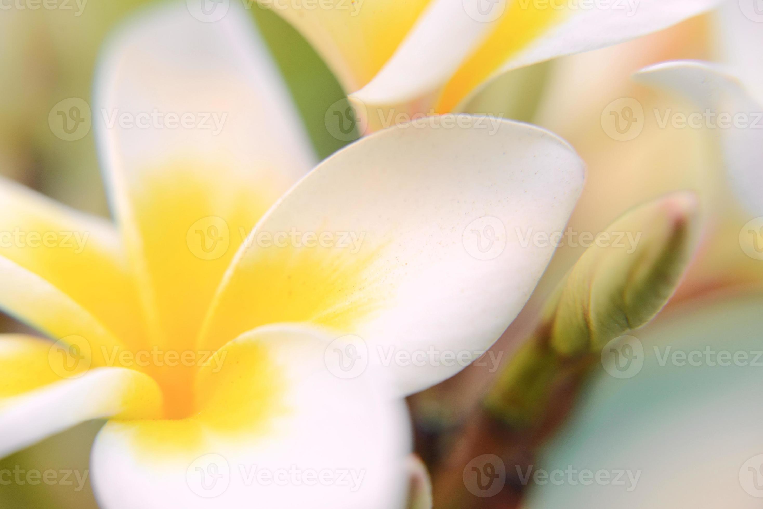 white and yellow plumeria flower wallpaper 6016569 Stock Photo at Vecteezy