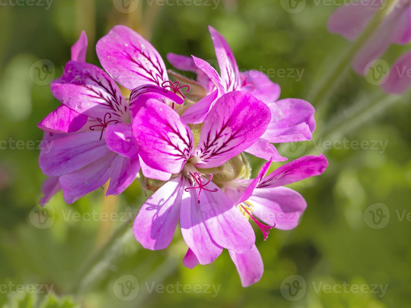 Beautiful pink Pelargonium geranium flower in a garden photo