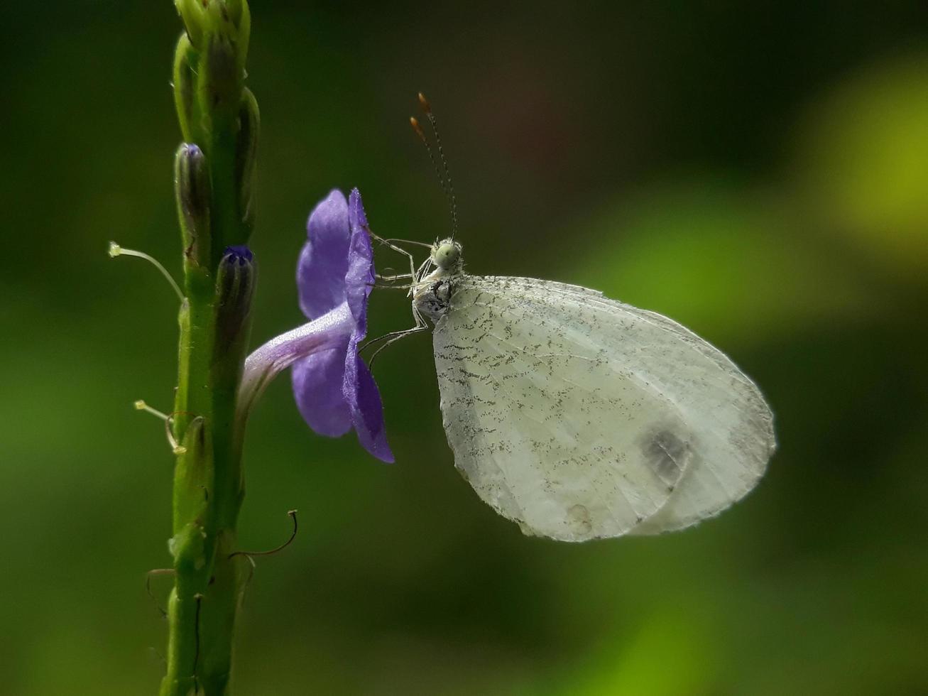 hermosa mariposa blanca foto