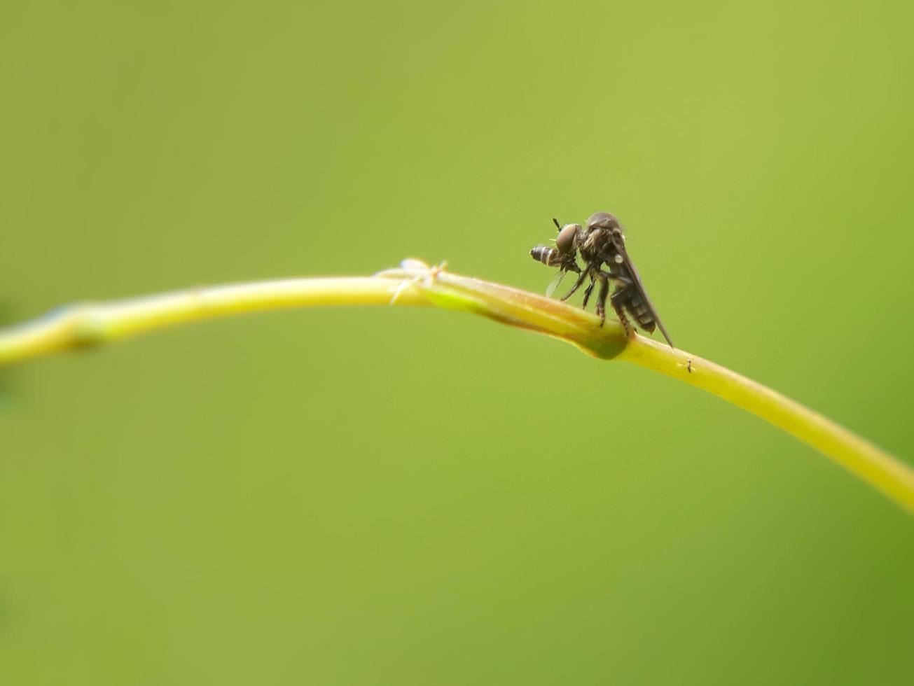 Predatory mosquitoes fly robbers photo