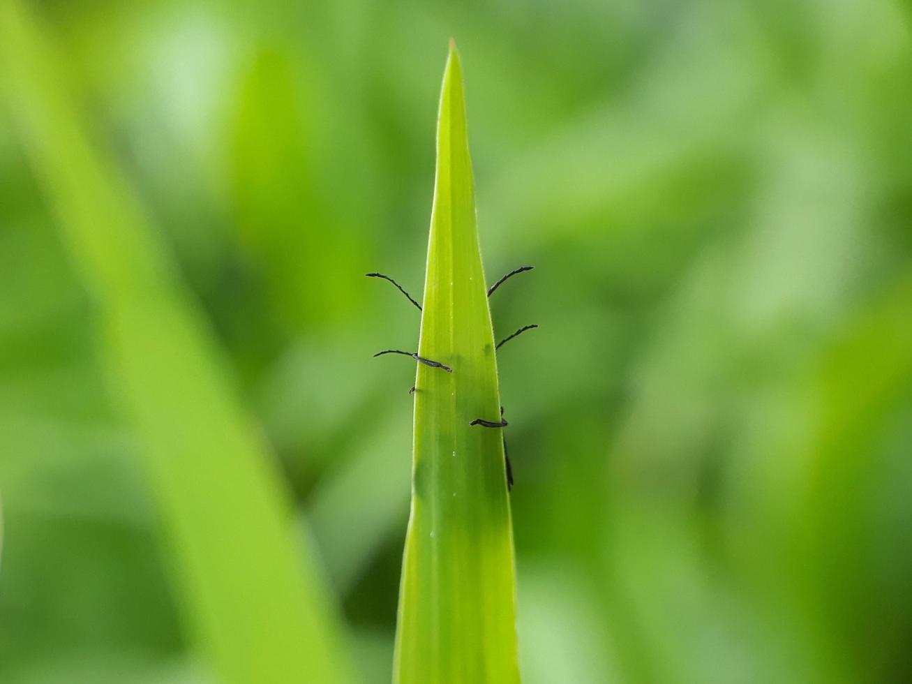 Matting insects behind leaves photo