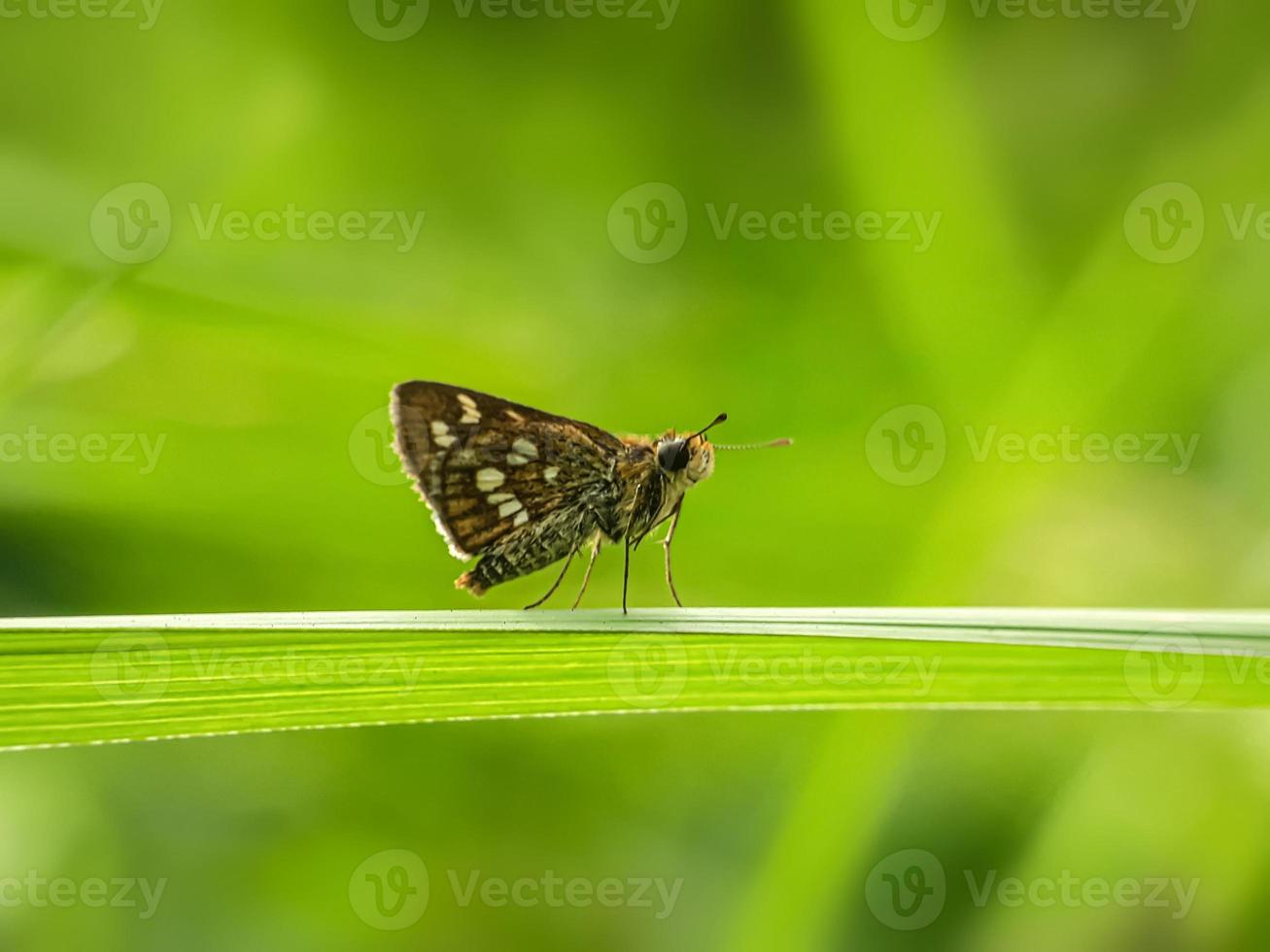 escarabajo mariposa polilla foto