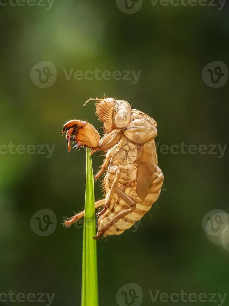 nueva piel de insecto foto