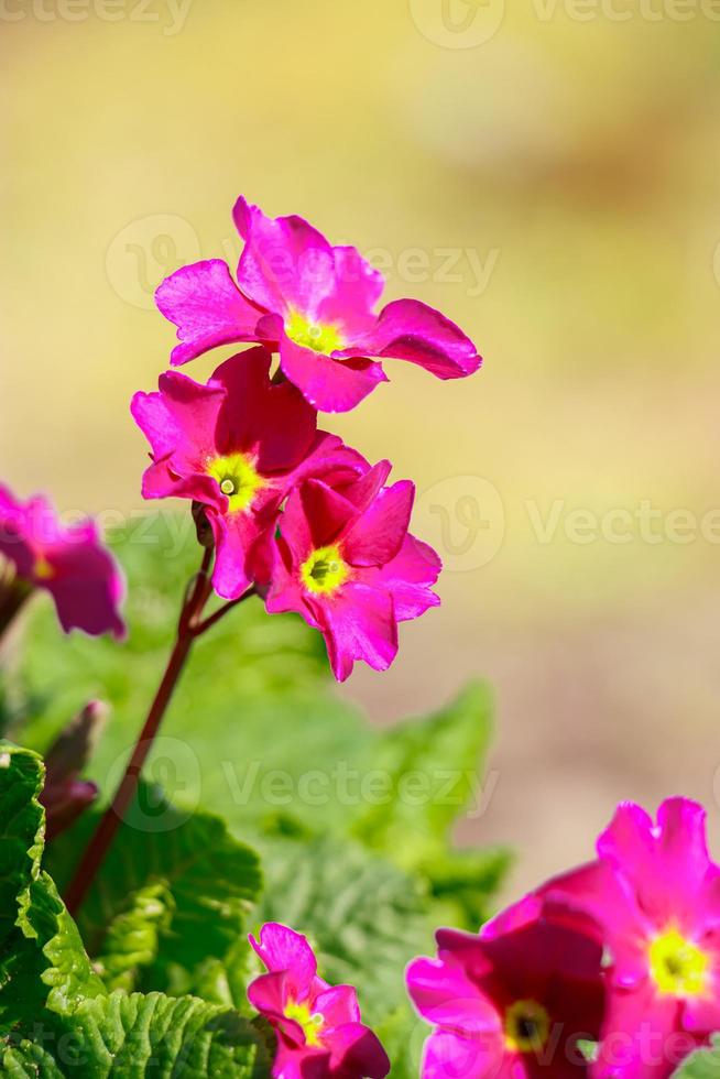 Purple primrose flowers close up. photo