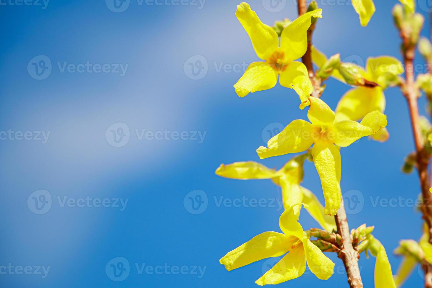 Spring yellow flowers forsythia close up. photo