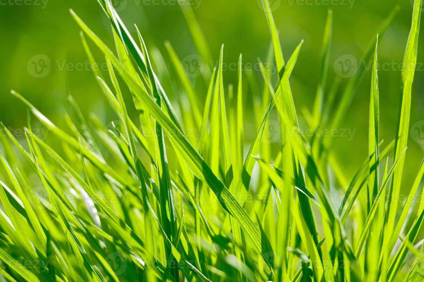 Young green fresh grass in spring. photo