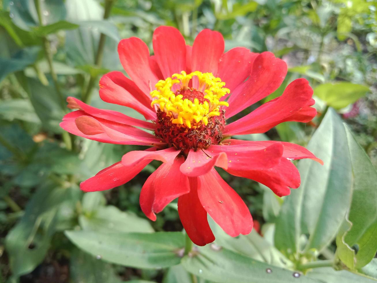 zinnia flowers blooming in the garden. photo