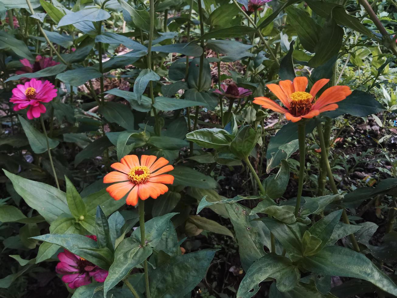 zinnia flowers blooming in the garden. photo