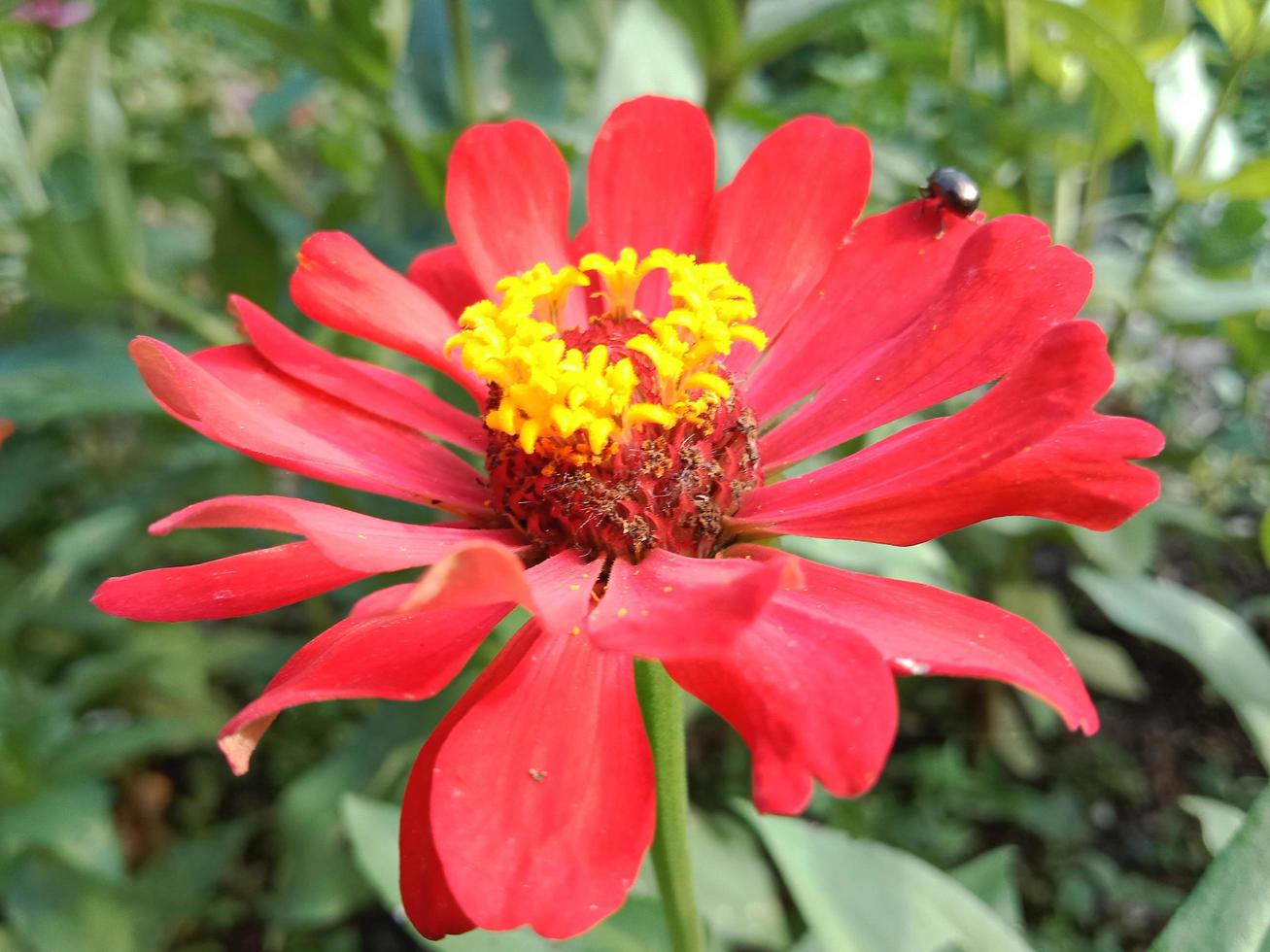 zinnia flowers blooming in the garden. photo