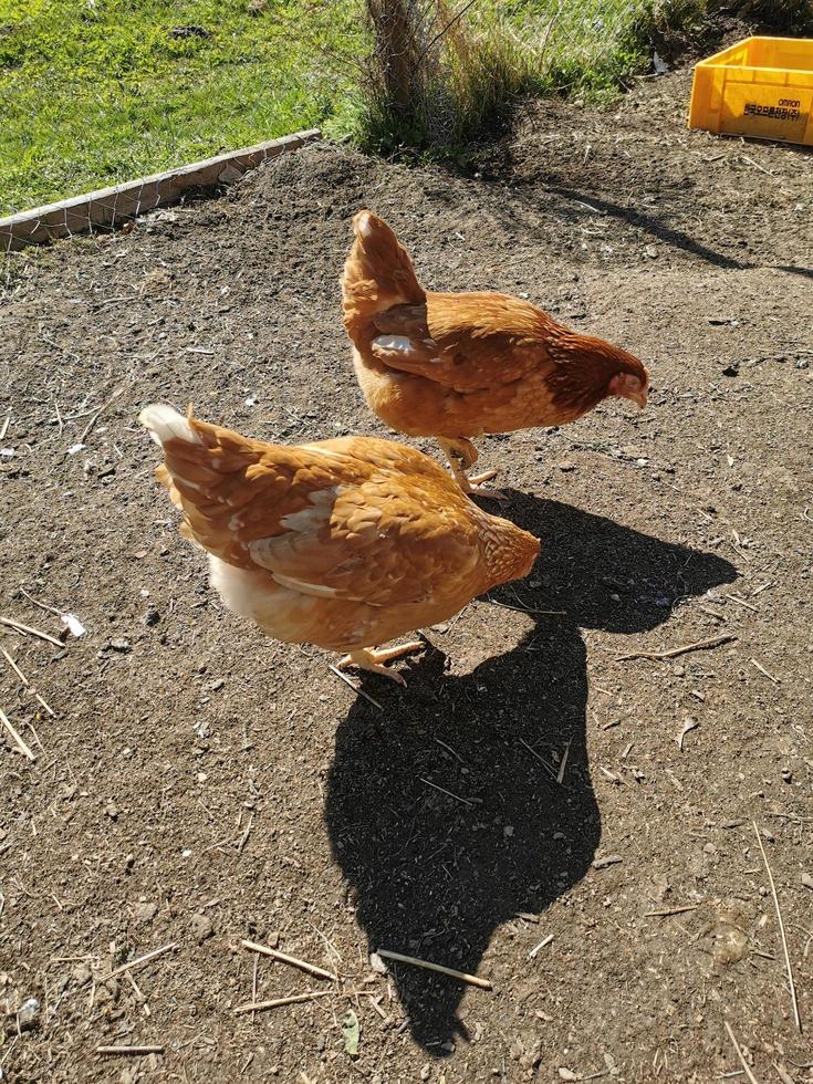 domestic chickens are walking photo