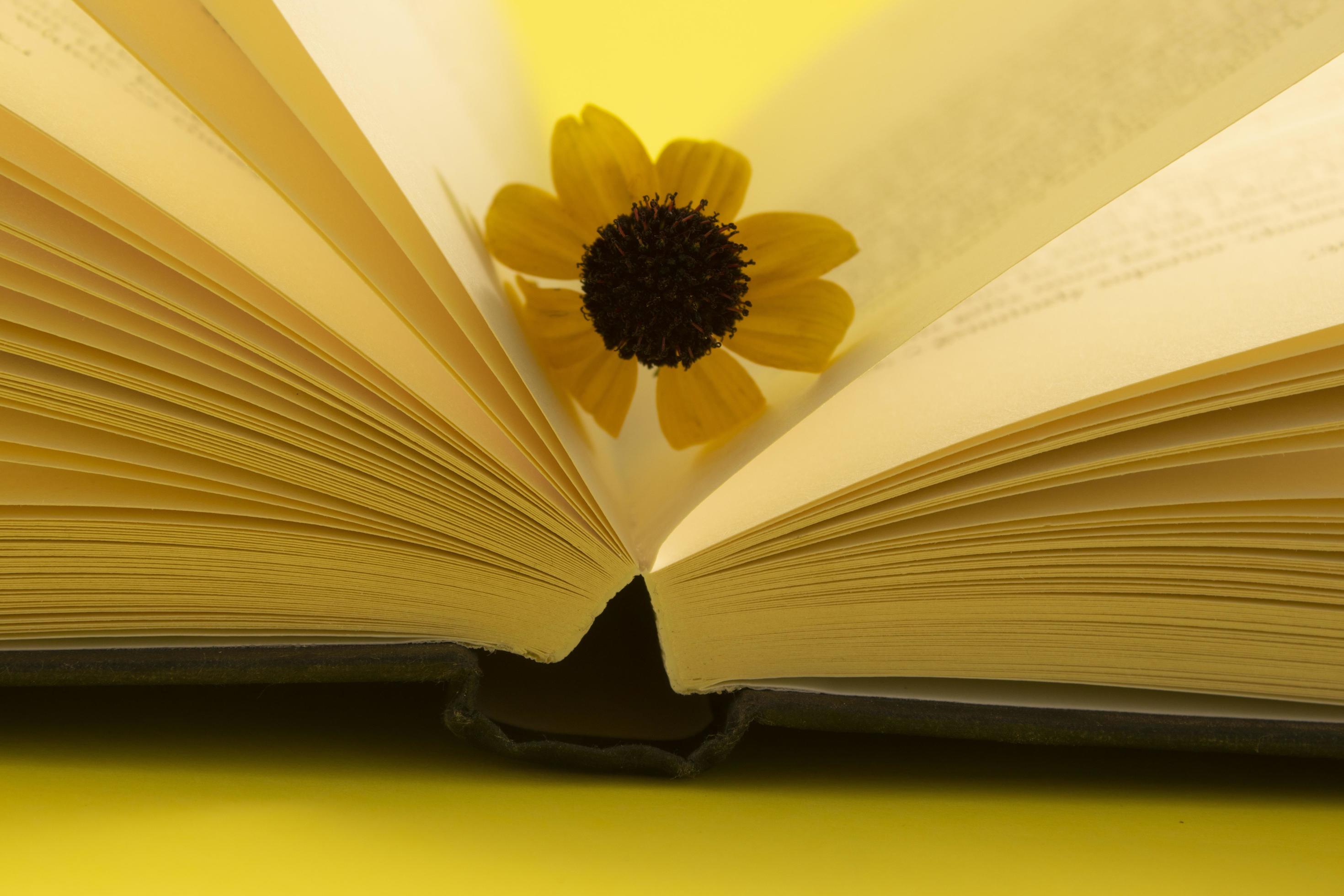 Yellow Flower on a Book on a Yellow Background. Beautiful Yellow Flowers.  Background on the desktop. 6017475 Stock Photo at Vecteezy