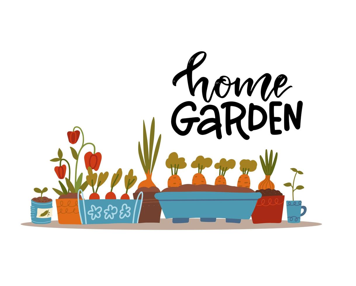Sprouts and seedlings of various vegetable plants in flower pots on a windowsill or shelf . Collection of images on the theme of gardening with lettering quote - Home garden. Vector flat illustration.