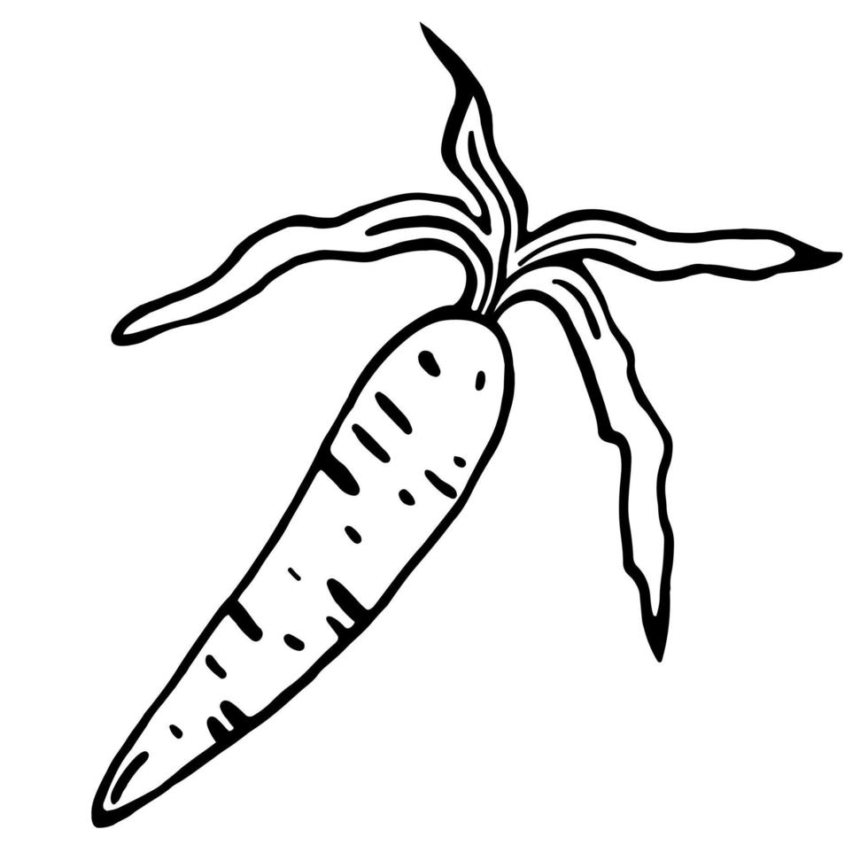 Carrot vector icon. Isolated illustration on a white background. Hand-drawn black doodle. The contour of a garden vegetable. Food sketch. Root stroke. Outlining the harvest. Monochrome.