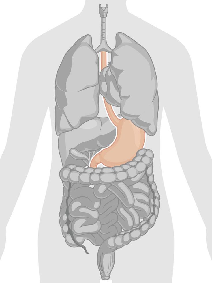 dibujo vectorial de dibujos animados de la parte del cuerpo del estómago de la anatomía del órgano interno humano vector