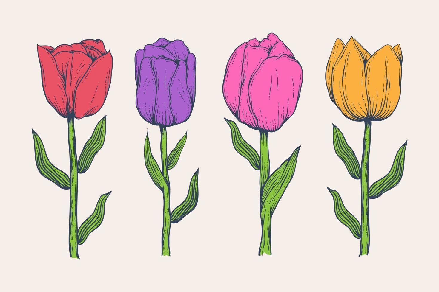 dibujado a mano ilustración de flor de tulipán aislado vector