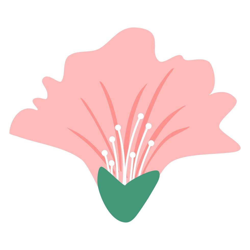 pink flower illustrations vector