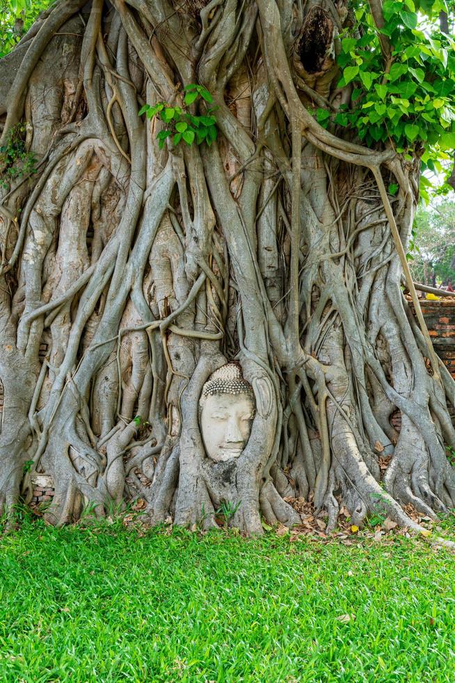 estatua de la cabeza de buda atrapada en las raíces del árbol bodhi en wat mahathat foto