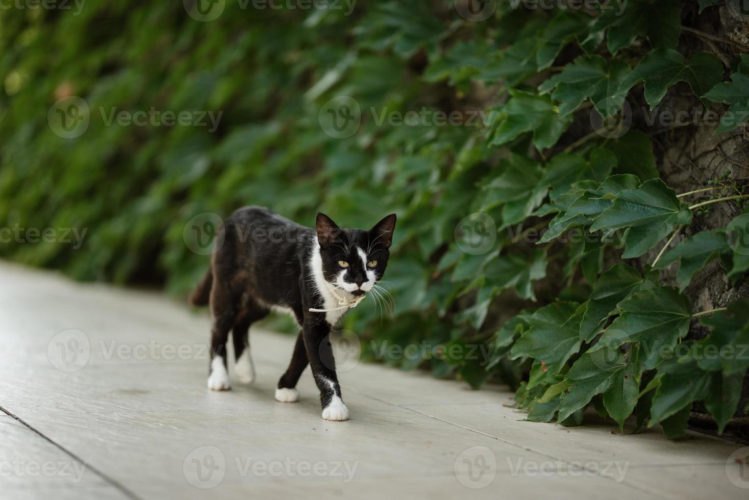 black cat walks along garden vines photo