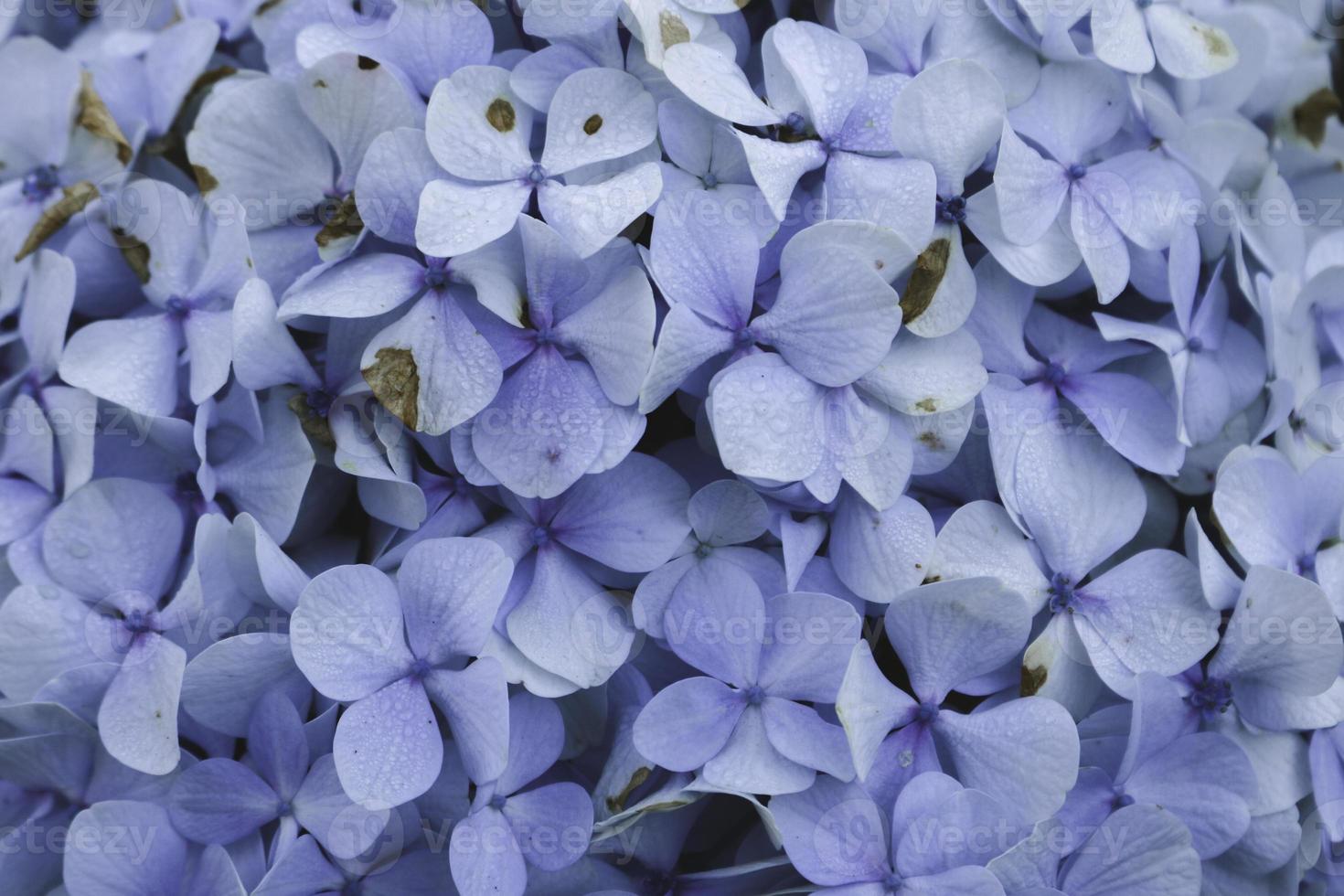 hortensia azul o hortensia macrophylla o flor de hortensia o flor azul. poca profundidad de campo para una sensación de ensueño suave foto