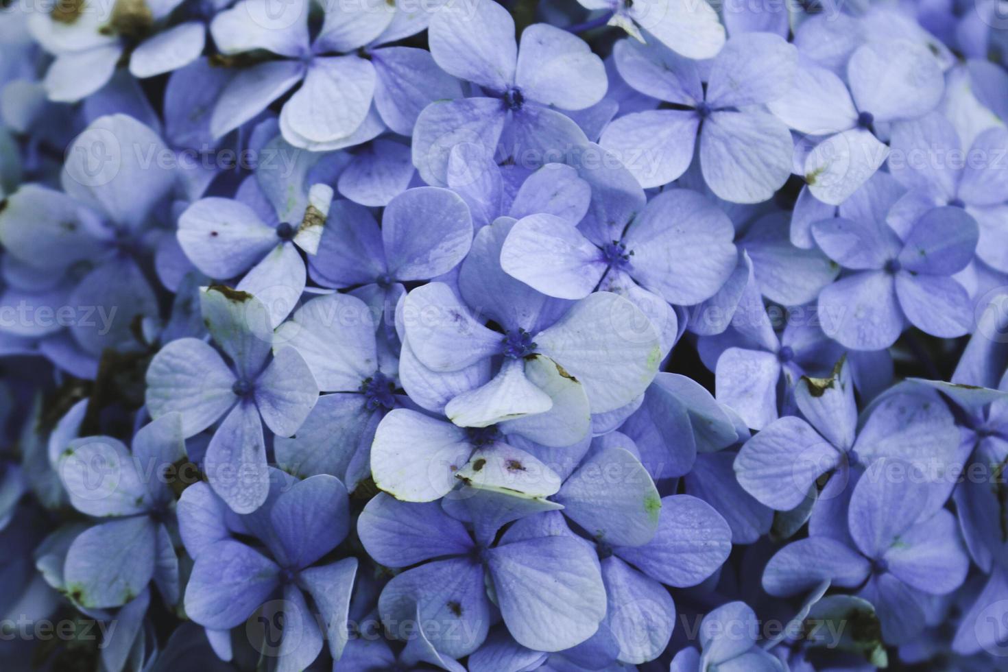 hortensia azul o hortensia macrophylla o flor de hortensia o flor azul. poca profundidad de campo para una sensación de ensueño suave foto
