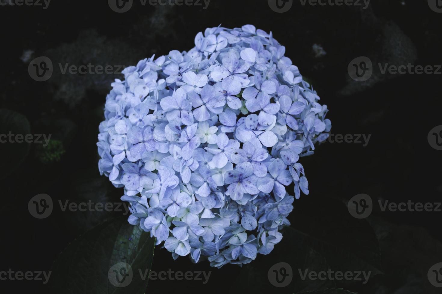 Blue Hydrangea or Hydrangea macrophylla or Hortensia flower or blue flower. Shallow depth of field for soft dreamy feel photo