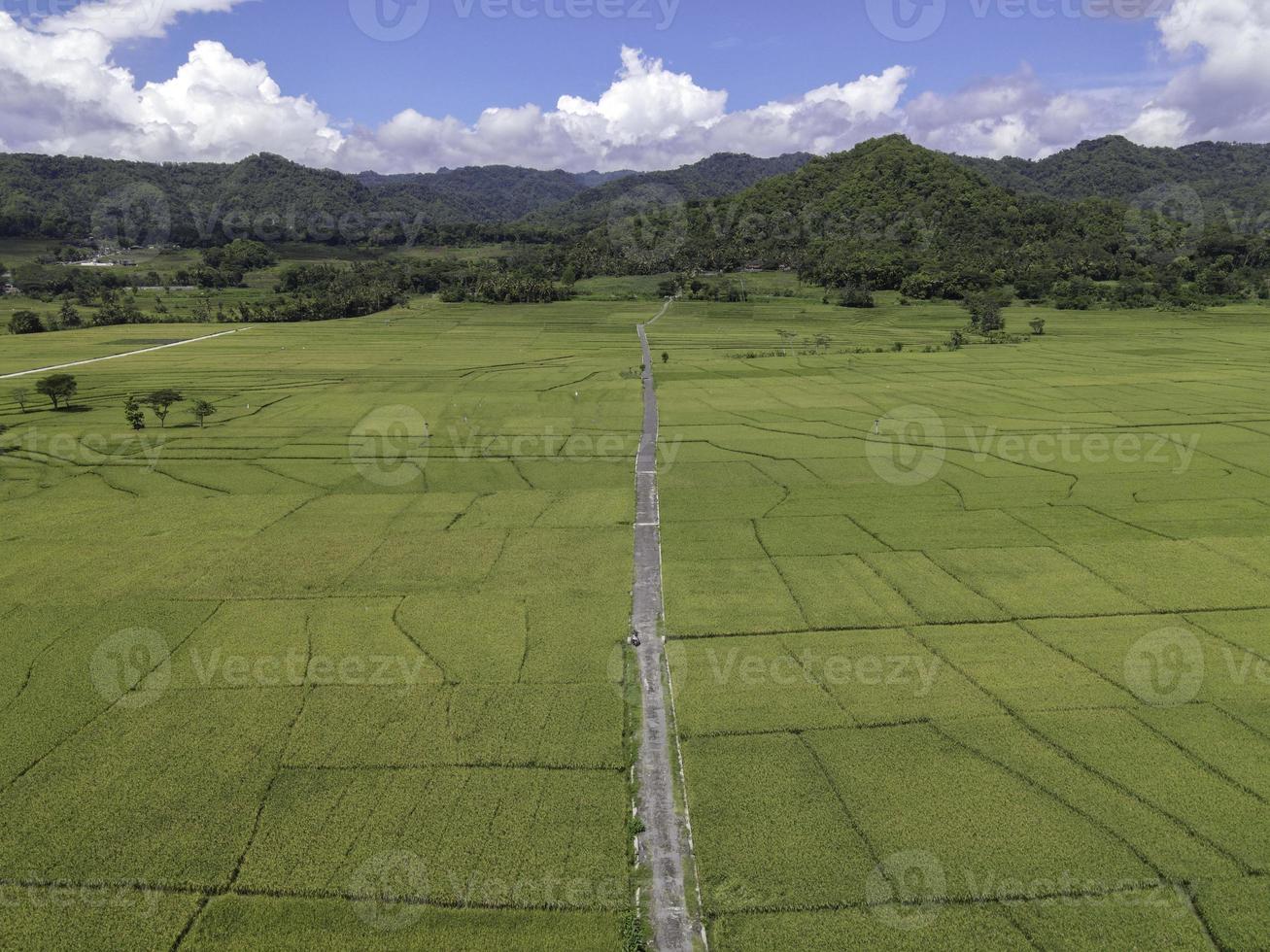 Aerial view of rice field with road in Pronosutan View, Kulon Progo, Yogyakarta photo