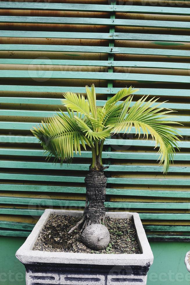 Bonsai coconut palm tree for home decoration 6025630 Stock Photo at