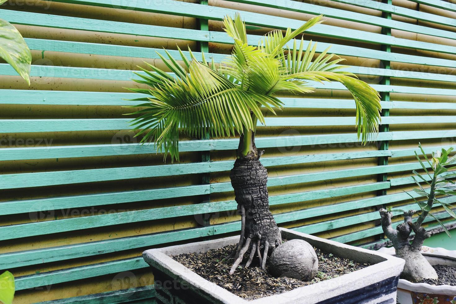 Palmera de coco bonsái para decoración del hogar foto