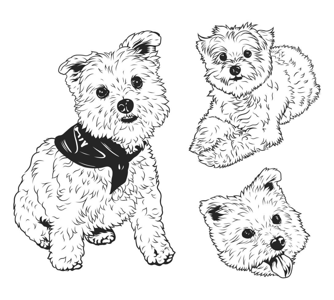 A West Highland White Terrier Westie dog set in a black and white vector line art