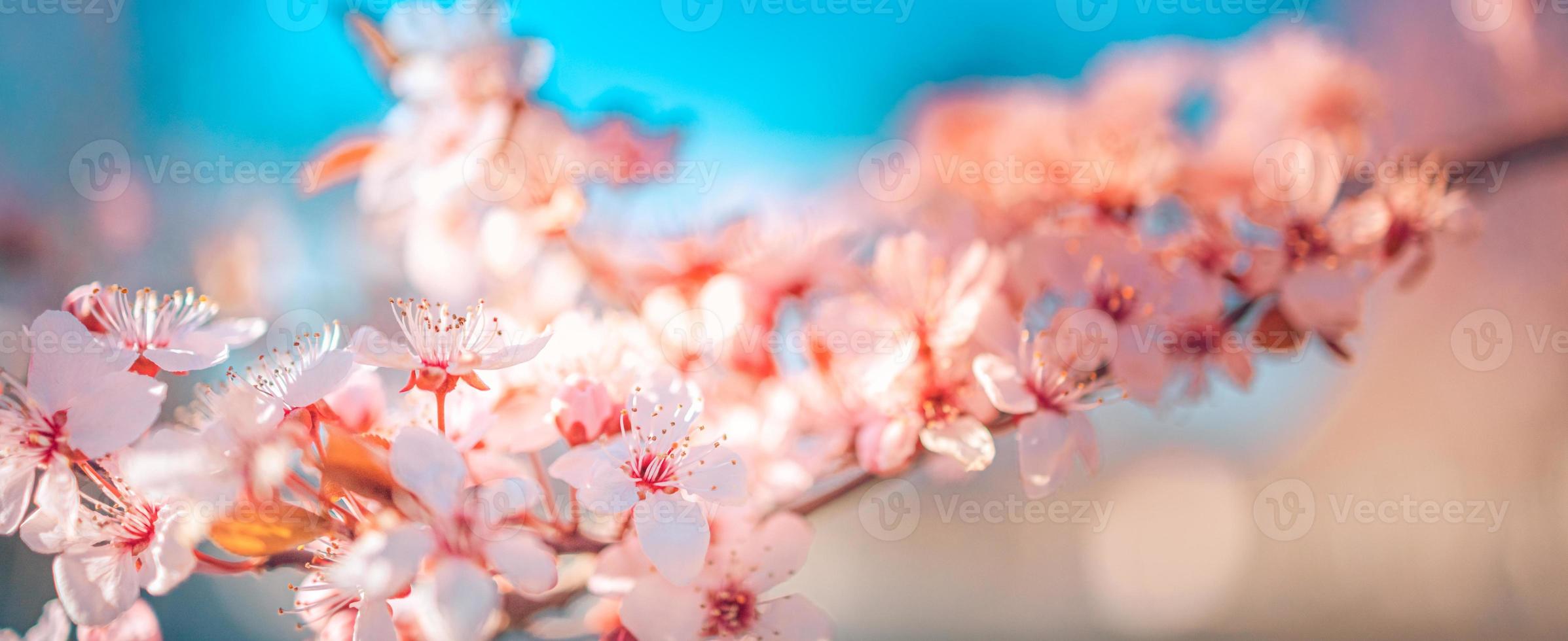 Increíble primer plano de la naturaleza, cerezo en flor en el fondo borroso del bokeh. flores rosadas de sakura, increíble naturaleza romántica de ensueño colorida. diseño de banner floral de amor foto