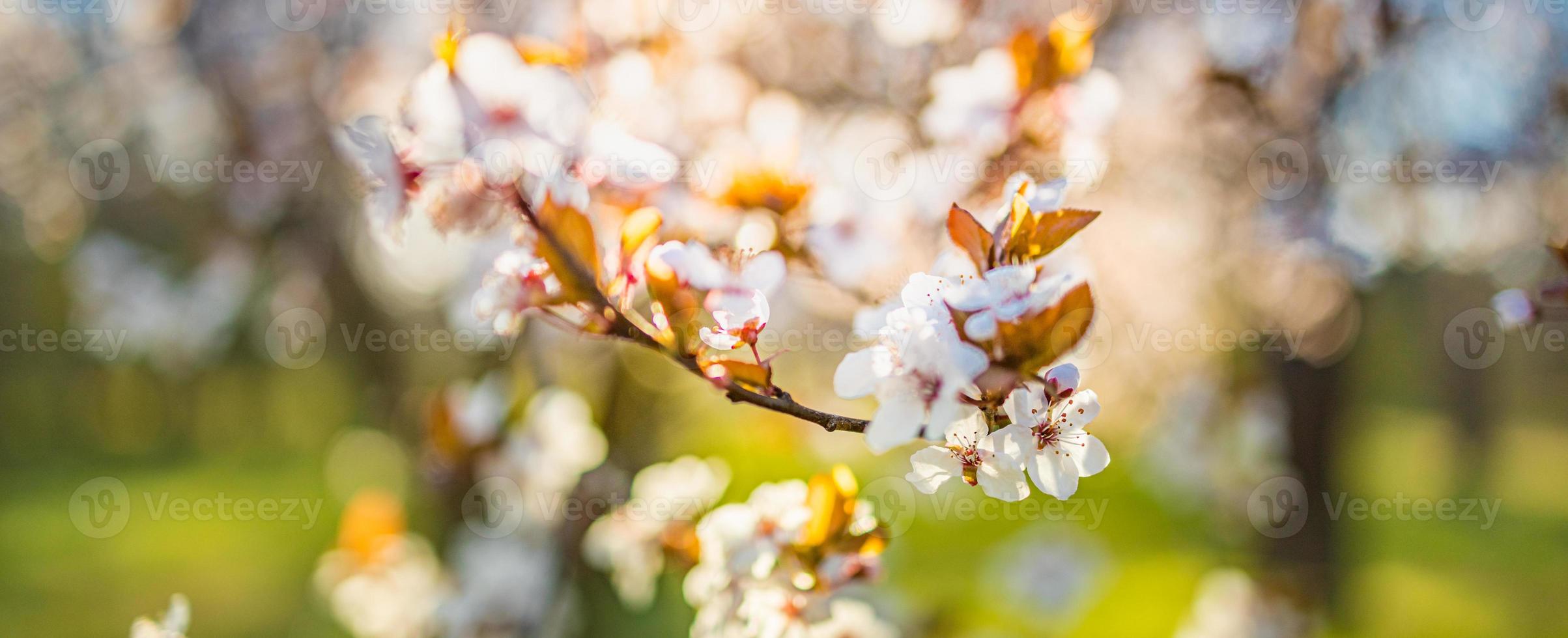 Amazing nature closeup, blossoming cherry on blurred bokeh background. Pink sakura flowers, amazing colorful dreamy romantic nature.  Love floral banner design photo