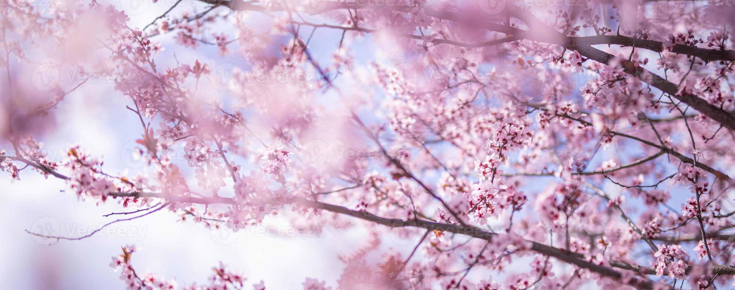 Increíble primer plano de la naturaleza, cerezo en flor en el fondo borroso del bokeh. flores rosadas de sakura, increíble naturaleza romántica de ensueño colorida. diseño de banner floral de amor foto