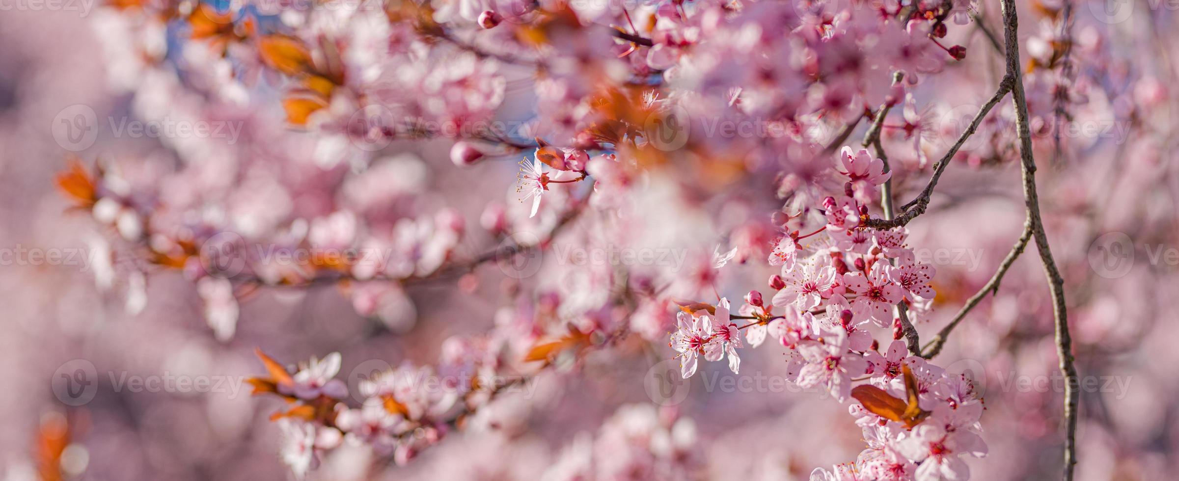 Increíble primer plano de la naturaleza, cerezo en flor en el fondo borroso del bokeh. flores rosadas de sakura, increíble naturaleza romántica de ensueño colorida. diseño de banner floral de amor foto