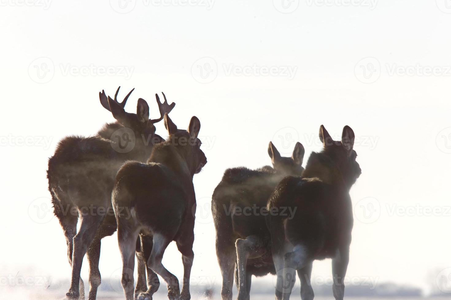 Prairie Moose Saskatchewan photo