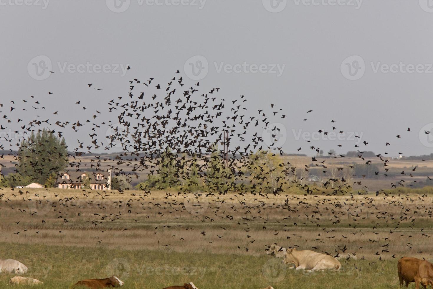 Blackbirds flying around cattle in Saskatchewan Canada photo