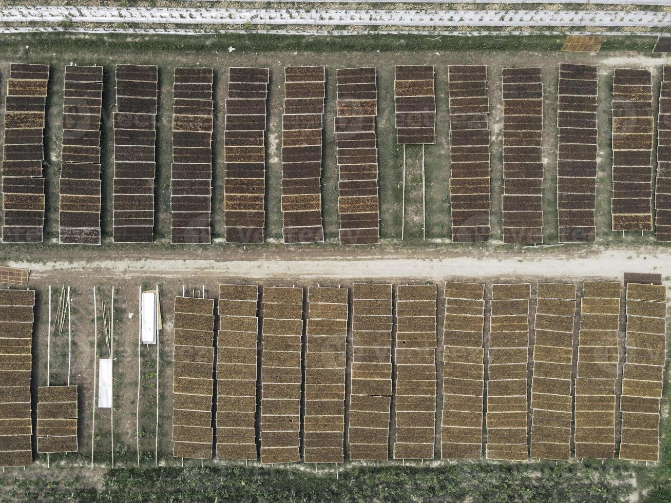 Aerial view of traditional drying tobacco in the field at Indonesia photo