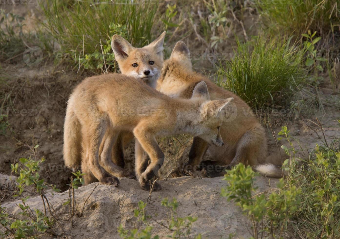 Young Fox Kit photo