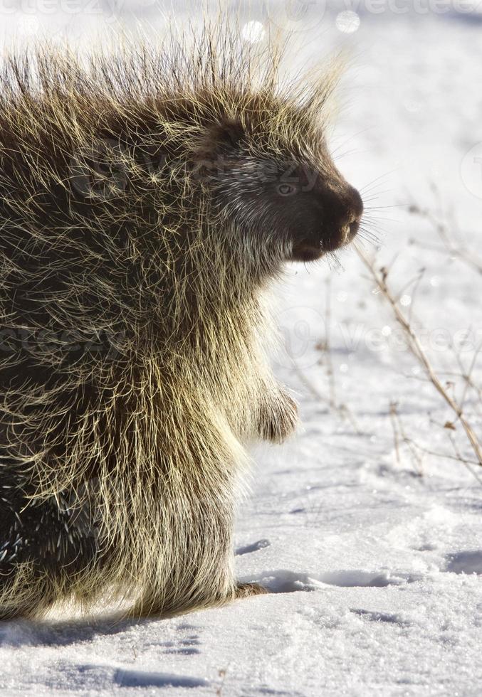 Porcupine in winter photo